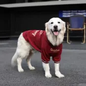 🔥實拍免運🔥 大狗狗衣服 寵物衣服 大碼狗狗衣服 涼感 大型犬狗狗衣服秋冬款狗衣服冬季保暖衛衣金毛聖誕過年衣服狗衣服
