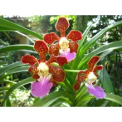 🌹馥馨花舍🌹Vanda insignis 萬代蘭 1.5吋苗