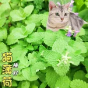 現貨速發 貓薄荷種子 嫩葉可泡茶.加在沙拉中、燉肉或烤肉的調味.可做貓的玩具 貓咪超愛 驅蚊驅蟲陽台盆栽#香草類種籽