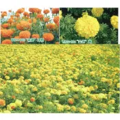 種子王國  萬壽菊【花海種子 】田間觀賞種子 分包裝種子 約10公克/包（約3000粒）