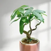 │ 居家小物 │護根陶粒(棕色) - 盆栽裝飾物 過濾石 透氣 水耕