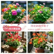 新種 現發 開花銅錢草種子大全 （150粒）多款花色銅錢草招財水培土培辦公室桌面盆栽種子 金錢草花卉室內水養綠植種子