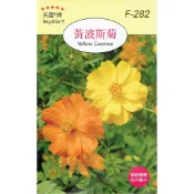 愛上種子 黃波斯菊【花卉種子】天星牌 小包裝種子