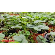 草莓 草莓苗 草莓母株 草莓大盆苗 草莓大苗 草莓季節 大果草莓 大果草莓苗 蜜香、香水、蘋果、豐香
