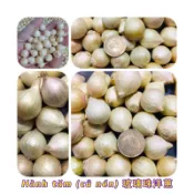 迷你洋蔥/寶貝蛋Hành tăm (củ nén) 寶貝蛋洋蔥/原住民玻璃珠洋蔥