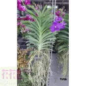 花花世界_蘭花觀賞花卉—萬代蘭(紫藍)--觀賞價值極-花期很長5吋高約30-50cm