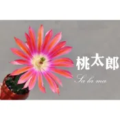 🌸🌸🌸【桃太郎】 （花期3 ～4月）1吋盆 | Sa La Ma多肉植物| 仙人掌科