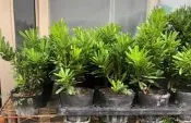 花田厝_喬木觀賞植物—金鑽羅漢松--樹姿優雅~優質景觀植栽/3.5吋高約20-25cm