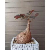 奇異油柑 觀葉 塊莖塊根 多肉