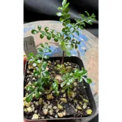 【塊根英雄】列加氏漆樹種子/Operculicarya decaryi/小圓葉帶著亮面反光的好看漆樹