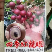 《花果山🐒》 -- 四季紅龍眼  紅葉紅皮花香味 4.5寸盆靠接苗
