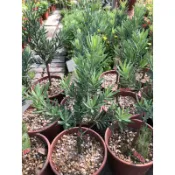 霏霏園藝  藍羅漢松6吋盆特價一棵450元原價4800