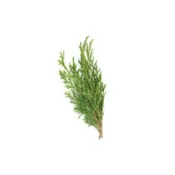 法國絲柏精油  Cypress French Essential Oil 草本植物純精油 純天然精油+