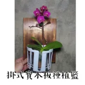掛式實木種植籃 快速上板掛籃木板 植物板 蕨類上板神器 透氣板(鹿角蕨 蝴蝶籃 蘭花 )