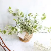 植物星球｜小苔球｜PD14 常春藤 ｜室內植物 淨化空氣 綠化環境 開幕植栽 辦公室小物