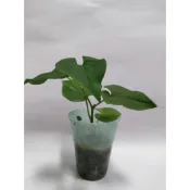 魚腥草 魚腥草苗 花苗 樹苗 盆栽