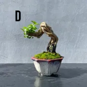 《森趣植栽所》壽娘子（裸根）