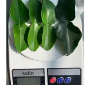 lento shop馬蜂橙葉 萊姆葉 檸檬葉kaffir Lime Leaf無毒安全，50g(45元