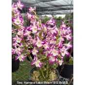 [精選蘭花]經典潑墨春石斛蘭花-潑里森/凌晶 (零售/批發)_Den. Hamana Lake 'Prism'