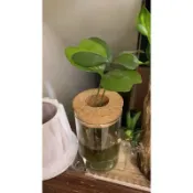 闊葉鐵樹3吋盆墨西哥鐵樹可水耕實物拍攝 小品盆栽 辦公室桌面植栽【觀葉植物