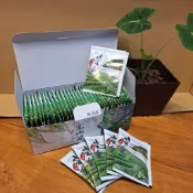 🍃柴米小舖【阿里山 2026鮮採春茶茶包 全新上市】30包入 輕度烘焙 自栽自產 高山茶 茶包 茶葉