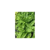(店+)花森好市-蕨類植物*魚尾蕨*/5-6吋盆/高20-30cm/MA