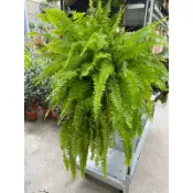 上板植物 藍鐘蕨 腎蕨 蕨類 盆栽 綠植 庭院佈置 植物 觀葉植物 庭院 花圃 室內植物 草花 陽台植物 工程樹