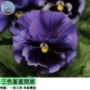 💙【稀有藍色系】三色堇種子 藍間斑 蝴蝶花 秋播首選 陽台盆栽易種 蜜源植物 景觀花壇 四季可賞 新手必備