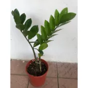 歐根泥客無農藥 發財樹金錢樹 $150元/盆 空氣環境美麗盆景🪴招財進寶風水納福