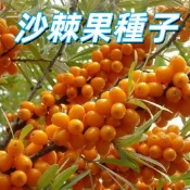 台灣現貨【沙棘果種子】沙棘子 醋柳種子 酸刺種子 易種植 高發芽率 果樹盆栽 台灣適種 居家盆栽 新鮮種子 新手易種植