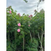 山芙蓉、醉芙蓉、開花植物、原生種