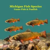 【三民網路書店】Michigan Game Fish and Panfish Species Kids Book: Great Book About the Different Types of Fish in Michigan 作者：Kinsey Marie