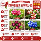 台灣現貨 🌹【38款沙漠玫瑰苗】🌹  藍色芭蕾名貴品種四季播種陽臺盆栽植物花卉 重辦沙漠玫瑰 玫瑰花  農場直發