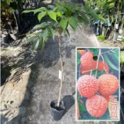 田尾玫瑰園 l 玉荷包、荔枝【4.5吋盆 高度約100cm】果肉汁多甜度高 水果苗 (植物眾多歡迎詢問)