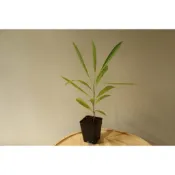 銀鱗風鈴木(擇優出)｜Tabebuia argentea｜4吋｜黃花盛放觀賞樹｜庭院樹 ｜景觀植物｜賣火鶴的小女孩