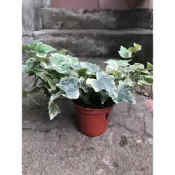 (店+)常春藤 2.5吋盆 花語：友情或者愛情永遠保鮮、永不退色