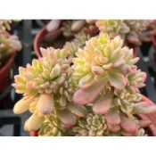 【多肉好好買】喬伊斯塔洛克錦 多肉植物 現貨
