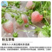 【夢幻日本品種】粉玉草莓種子 粉白草莓 水蜜桃香氣 稀有果苗 陽台盆栽 可食用 家庭種植 送禮自用 台灣現貨 栽培組