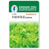 (店+)【天橙種子】半結球萵苣種子 V-300 大陸妹 義大利生菜 約1公克 蔬果種子 葉菜類 農友種苗 彩色原包裝
