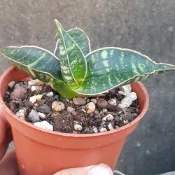 黑虎紋鮑魚 虎尾蘭【EVA花園】👉不挑👈 有根好養 露養 半日照環境佳 Sansevieria 多肉 淨化空氣 裸根寄出