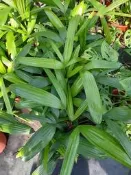 妞妞花園 觀音棕竹 6吋盆