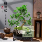 （快速出貨）【羅漢松 種子】四季常青 盆景植物 好養易活 桌面辦公室吸甲醛盆栽植物 室內外陽台盆景綠植 基地直發