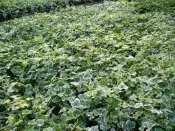 ╭＊田尾玫瑰園＊╯觀葉植物-(常春藤)