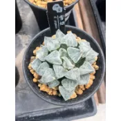 霏霏園藝雪姬種多肉植物一棵特價1200元