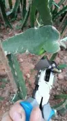 紅龍果 火龍果  芽接 高接 嫁接刀 嫁接器