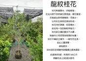 心栽花坊-四季桂花/龍紋桂花/蛇皮桂花/9吋/1單限制1盆/綠化植物/香花植物/綠籬植物/售價1500特價1400