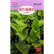 【台灣出貨 電子發票】荊芥 貓薄荷 種子 菜籽 驅蚊植物 水耕 貓 調味 誘蜂 香草 天星牌 空中花園藝世界 M-622