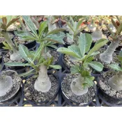 🌵多肉植物、仙人掌🌵【 🏜️沙漠玫瑰🌹(種子播種顏色隨機) 】3吋盆