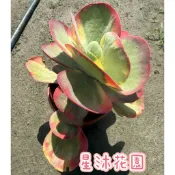 {星沐花園｝唐印錦、多肉、5寸