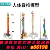 什物集 【台灣公司 可開發票】人體脊柱模型1:1成人正骨練習脊椎模型頸椎腰椎人體骨骼模型骨架